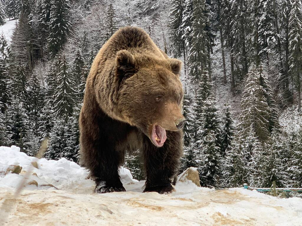 An adult bear in a snowy forest. Brown bear on the background of the winter forest. Rehabilitation center for brown bears. Synevyr National Park. - Photo, Image