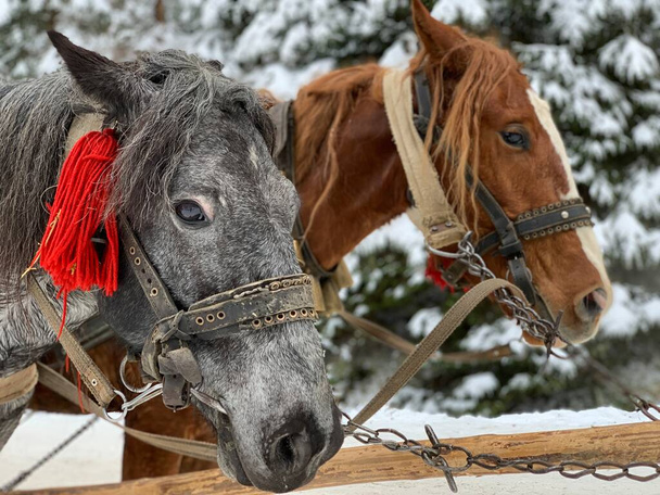 Vollblutpferde in einem Geschirr. Geschirrte Pferde vor dem Hintergrund des Winterwaldes. Der Schlitten wird von zwei Pferden gezogen. Hengstschnauze aus nächster Nähe. - Foto, Bild