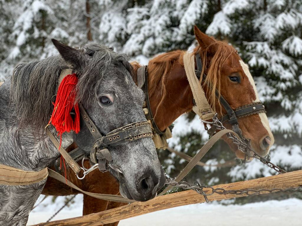 Καθαρόαιμα άλογα με ένα λουρί. Δεμένα άλογα στο φόντο του χειμερινού δάσους. Το έλκηθρο τραβιέται από ένα ζευγάρι άλογα. Κοντινό ρύγχος επιβήτορα. - Φωτογραφία, εικόνα