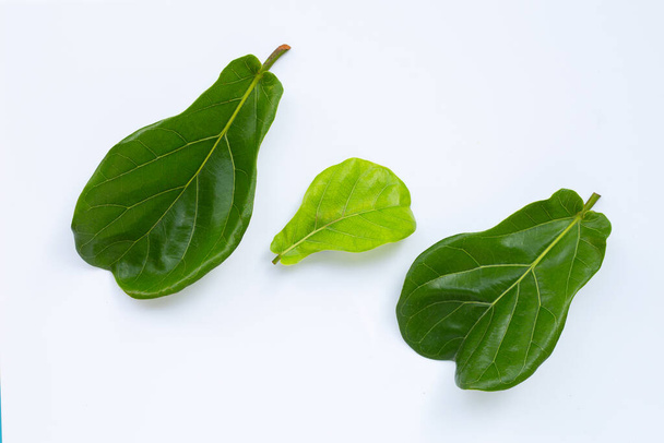 Ficus lyrate leaves on white background. - Photo, Image