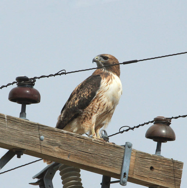 Red-tailed Hawk (buteo jamaicensis)  - Photo, Image