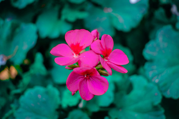 pequena flor na cor rosa focada - Foto, Imagem