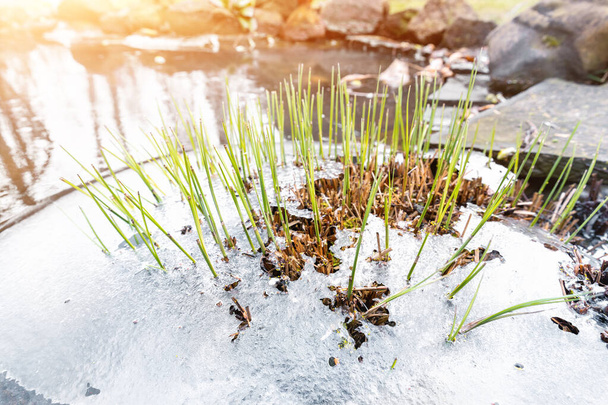新鮮な新しい最初の緑の杖の芽は、暖かい春の日に輝く太陽に対して池や川に画期的な凍結した氷の地殻を成長させました。自然覚醒シーンの概念。雪の日を溶かす. - 写真・画像