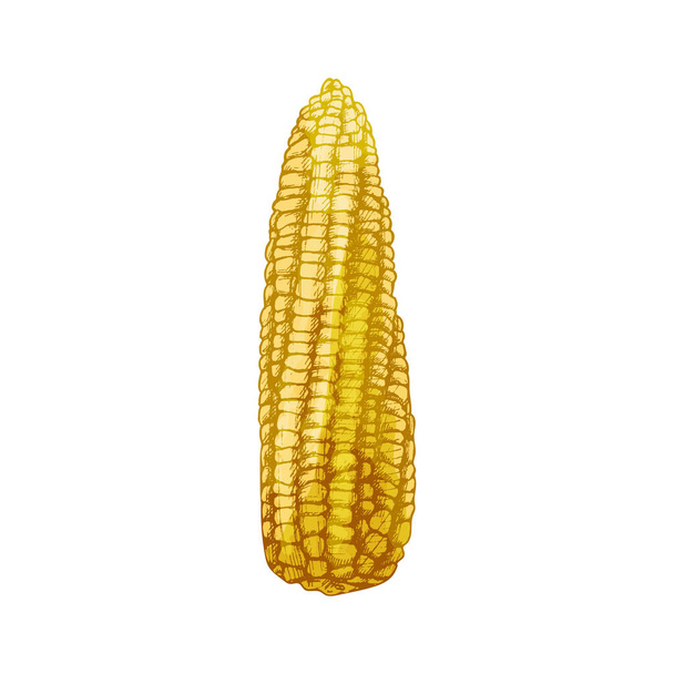 Ripe cob of corn peeled from the leaves. Vector color vintage hatching illustration isolated on a white background. - Vector, Image