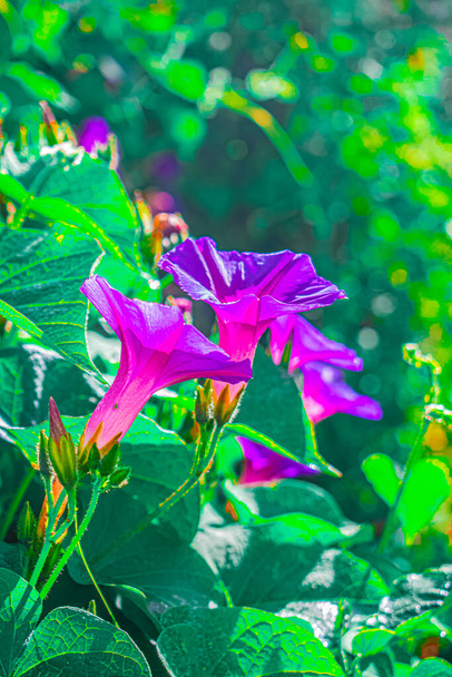beautiful flowers with focused green leaves - Photo, Image