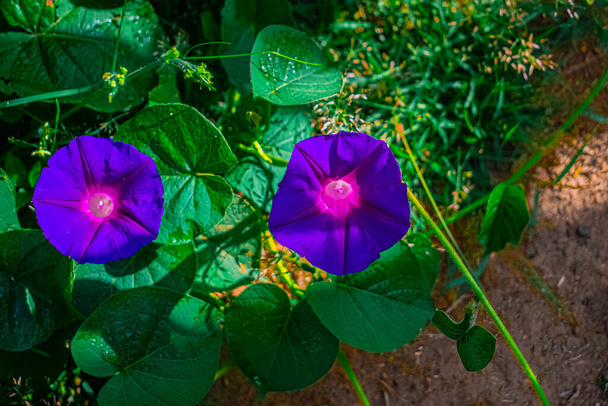 Yapraklarla kaplı yerde güzel bir çiçek - Fotoğraf, Görsel