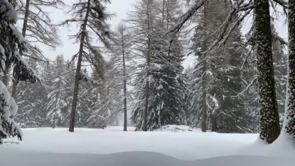 bela floresta emTrentino com neve - Filmagem, Vídeo