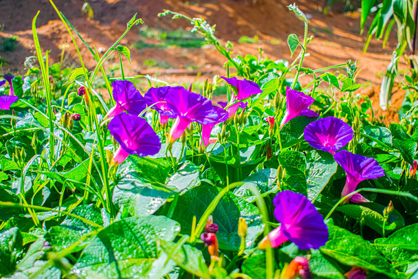 葉を持つ紫地のリアナの花 - 写真・画像