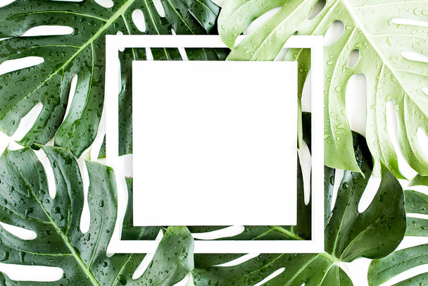 Texture feuille verte de palmier tropicale Monstera et cadre blanc avec espace de copie pour le texte sur fond blanc. Couché plat, vue du dessus - Photo, image