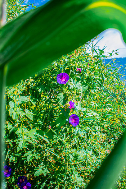 fiori di liana con foglie - Foto, immagini