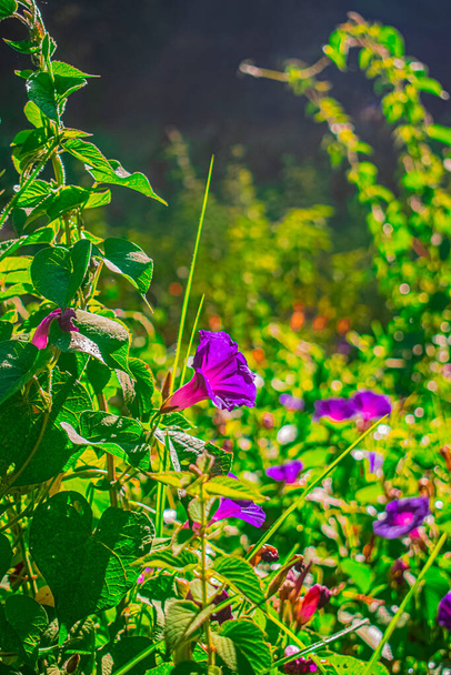 flor rosa entre plantas - Foto, Imagem