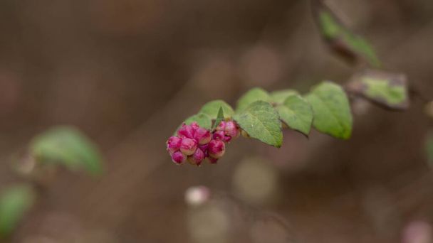 frutos rosa maduros em um ramo - Foto, Imagem