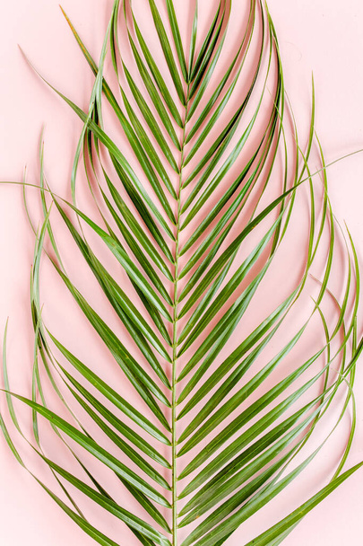 Tropical palm leaves on pink background. Flat lay, top view minimal concept. - 写真・画像