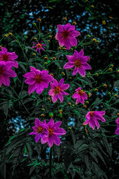 roze bloemen met bladpatroon - Foto, afbeelding