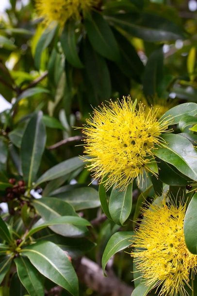 Zblízka záběr některé krásné Golden Penda květiny v přirozeném světle, Queensland, Austrálie. - Fotografie, Obrázek