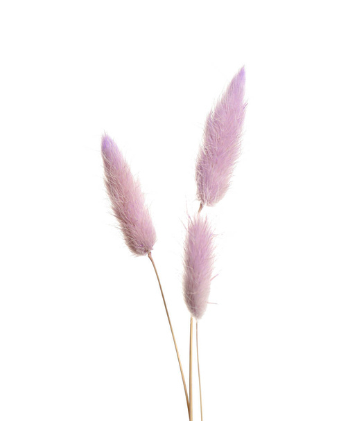Beautiful tender dried flowers on white background. - Foto, imagen