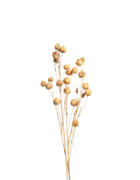 Beautiful tender dried flowers on white background. - Fotó, kép