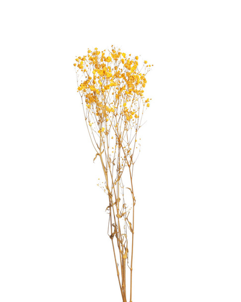 Beautiful tender dried flowers on white background. - Foto, afbeelding