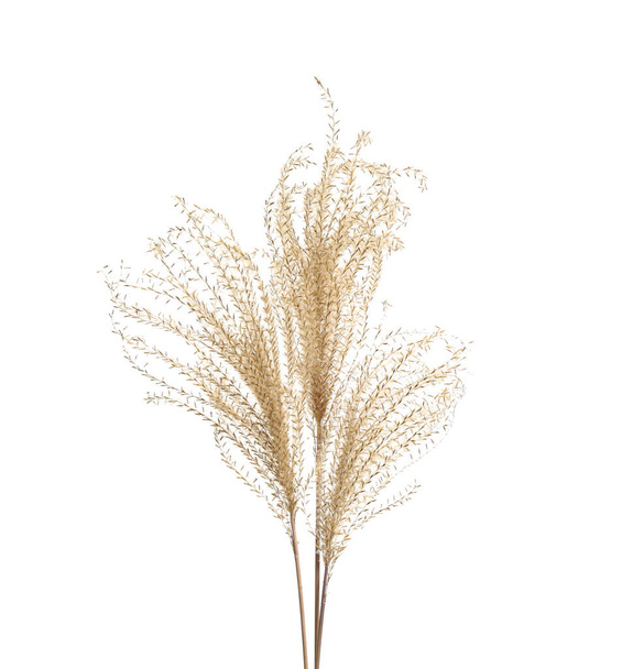 Beautiful tender dried flowers on white background. - Фото, изображение