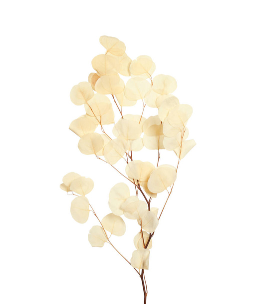 Prachtige eucalyptus tak met gedroogde bladeren op witte achtergrond - Foto, afbeelding