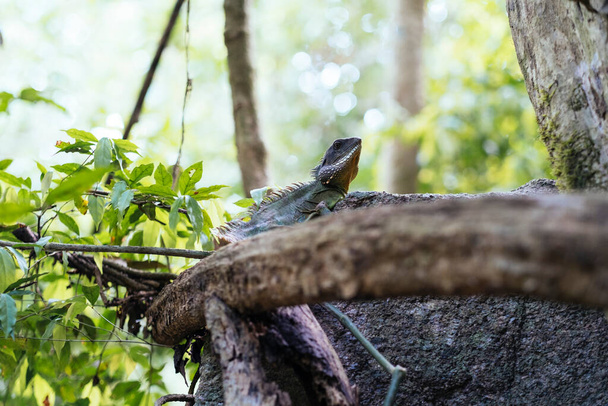 A little tree lizard stay still on the tree in the forest. - Foto, imagen