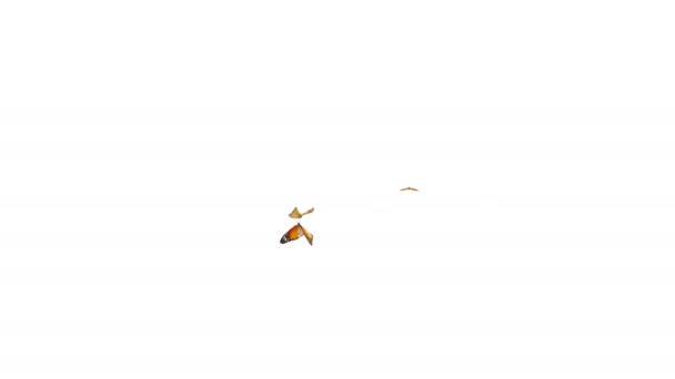 Monarchfalter, die zufällig in der Szene auf weißem und schwarzem Hintergrund kreisen. 3D-Darstellung (Alpha matt) - Filmmaterial, Video