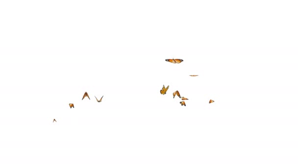 Монарх метелики літають петлею випадково в сцені на білому і чорному тлі. 3D візуалізація (альфа матовий
) - Кадри, відео