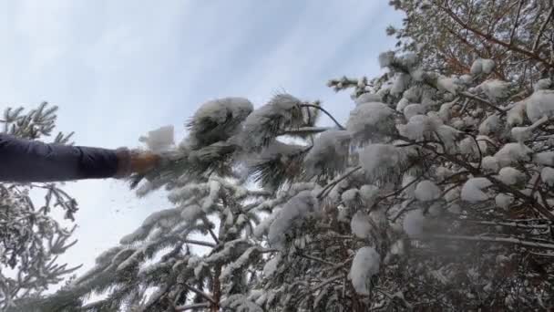 Женщина трясет снежным деревом медленным движением - Кадры, видео