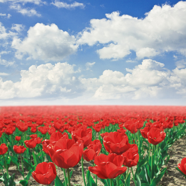 tulipe - Photo, image