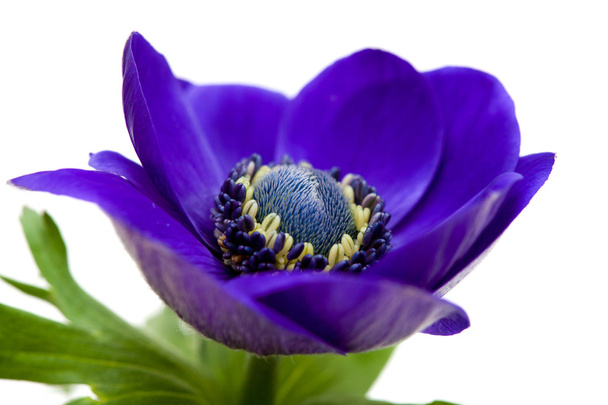 dark blue anemone - Valokuva, kuva