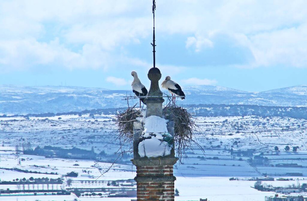 Kışın Avila 'nın çan kulesinde iki leylek. İspanya 'da karlı manzara. - Fotoğraf, Görsel