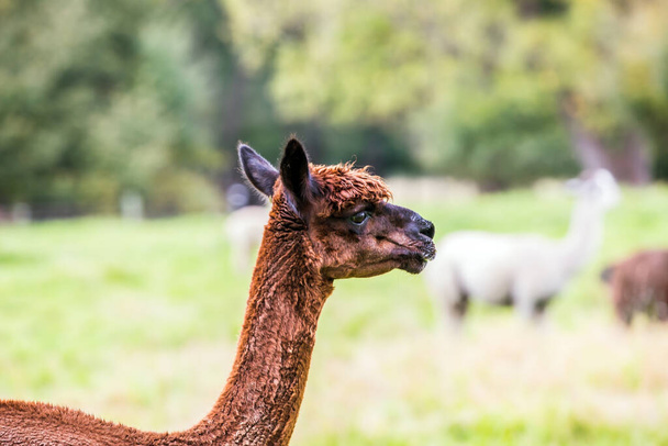  Animal breeding farm for meat and wool. Portret. Charming brown llama after a haircut pasting on green grass. The concept of exotic, ecological and photo tourism - 写真・画像