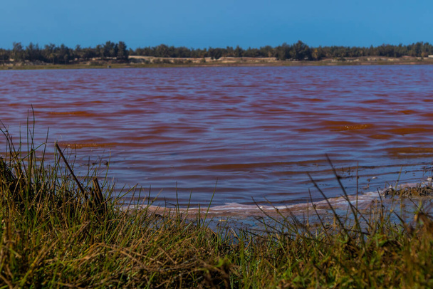 Vista de Lac Rose o Lago Retba en Senegal. Lago rosado que muestra belleza natural y rico color en un día soleado. Vista de la costa del lago y palmeras en el fondo. - Foto, Imagen