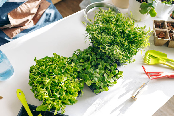 Unrecognizable gardener growing microgreens indoors close up - Foto, Imagen