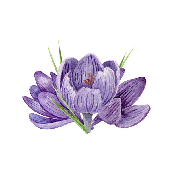 Крокус квіткова прикордонна акварельна ілюстрація. Фіолетові весняні квіти ізольовані на білому тлі
. - Фото, зображення