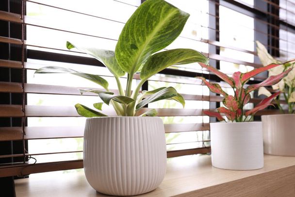Beautiful houseplants on wooden window sill indoors - Foto, Imagen