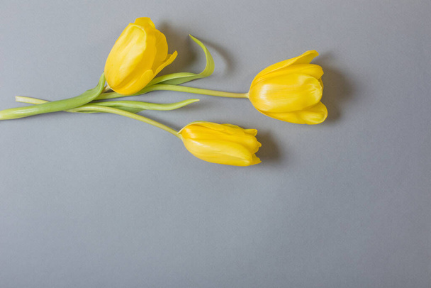 yellow tulips on gray background,  color of 2021 - Photo, image