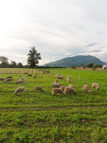 チリ南部のバルディビア州ロス・リオス地域のフィールドで羊の放牧,アラウカニアアンデス. - 写真・画像