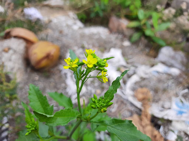 Closeup of beautiful Mustard flower Sinapis Aiba yellow flowers and plant in a nature Background. Hedge mustard or sisymbrium officinale is an old cultivation and medicinal plant. - Photo, Image
