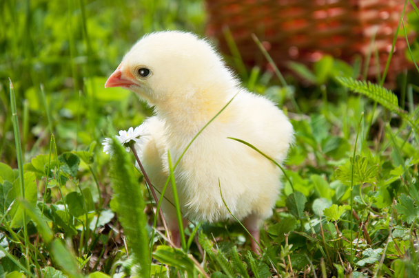 Adorable little chicken - Foto, Bild