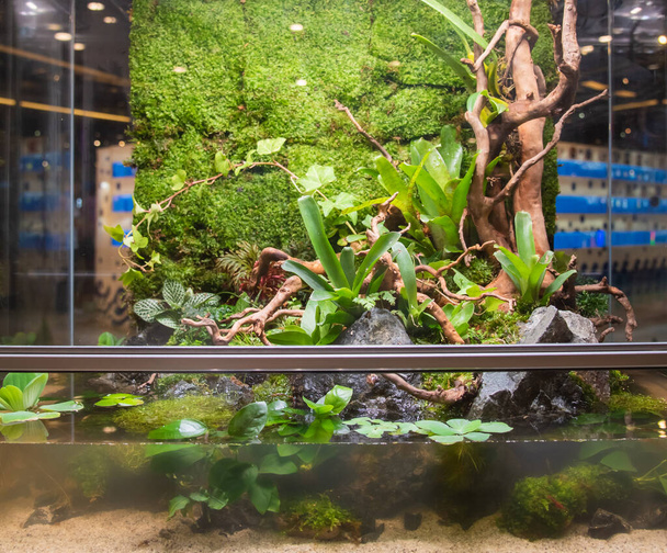 土壌や装飾を含むガラス容器内の岩や流木とテラリウムスタイルの小さな庭｜Bromeliad植物. - 写真・画像