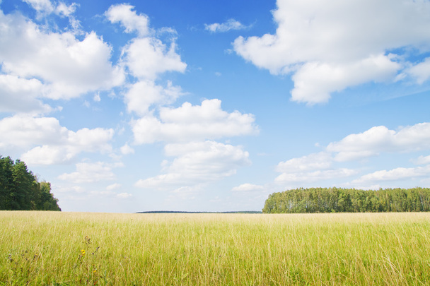 Green grass field under midday sun on blue sky. - Foto, Imagen