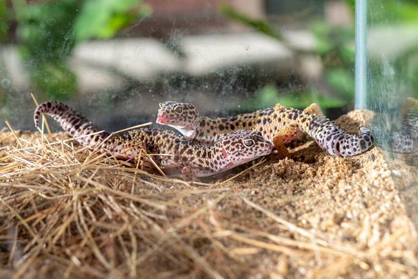 зображення леопардового гекону (Eublepharis macularius) ящірки і на піску
. - Фото, зображення