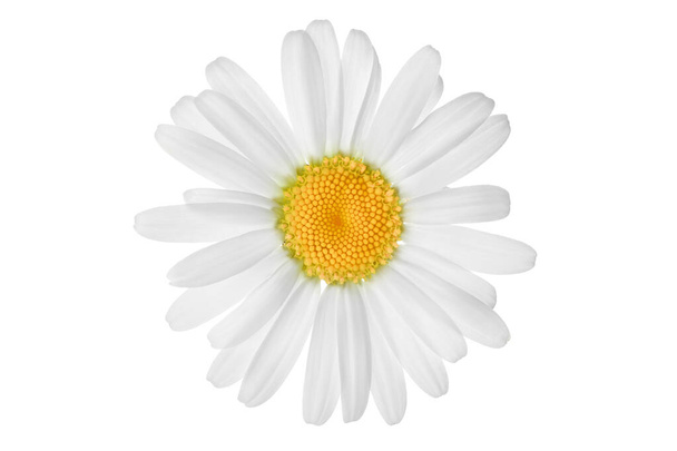 chamomile or daisies isolated on white background with clipping path. Set or collection. - Photo, Image