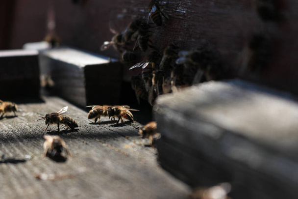 Le api all'ingresso dell'alveare anteriore in primavera primo piano.  - Foto, immagini