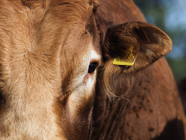Een close-up van de zijkant van een stier gezicht toont zijn oog en oor met tag. - Foto, afbeelding