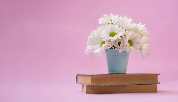 White chrysanthemum in a blue bucket on a pink background - 写真・画像