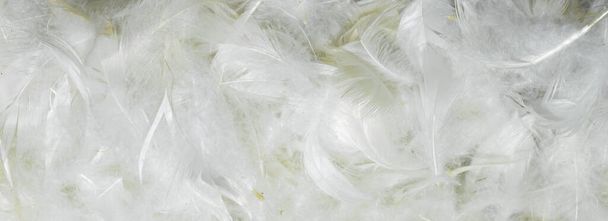 white fine duck feathers. background or texture - Foto, Imagem