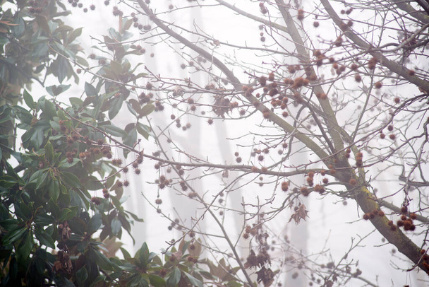 stromy v mlhavém dni v zimním období, evokativní obraz - Fotografie, Obrázek