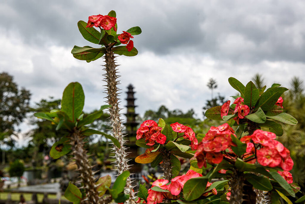 Κοντινό πλάνο της στεφάνης των αγκαθιών κόκκινο λουλούδι - Φωτογραφία, εικόνα